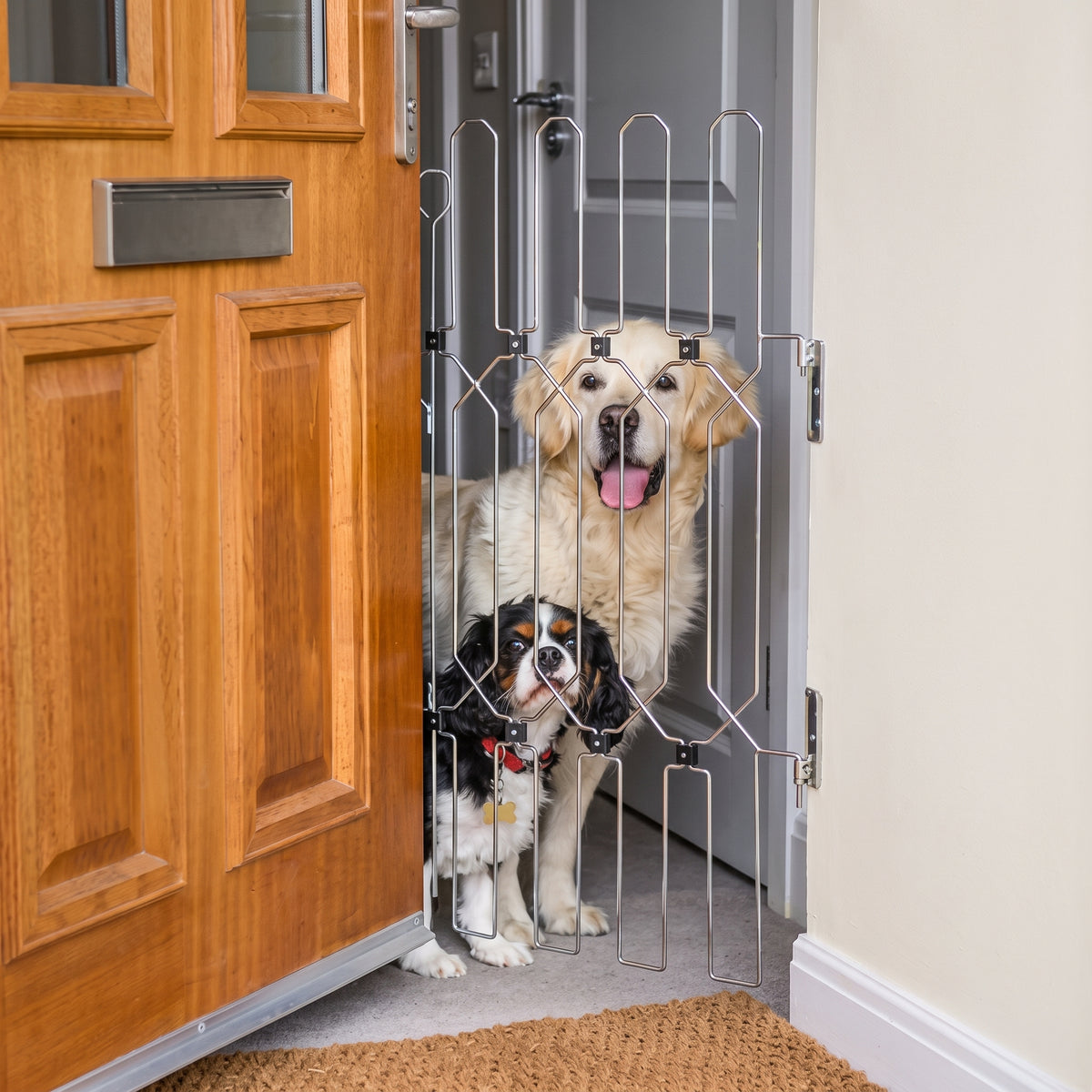 DOG-DOG GUARD FRONT GATE